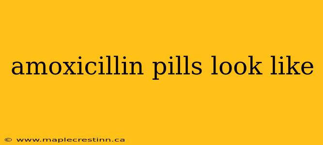 amoxicillin pills look like