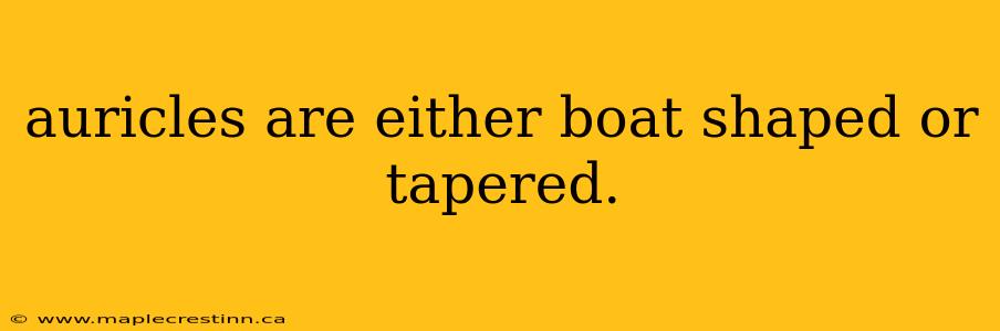 auricles are either boat shaped or tapered.
