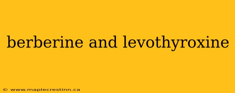 berberine and levothyroxine