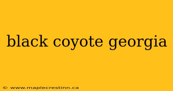 black coyote georgia