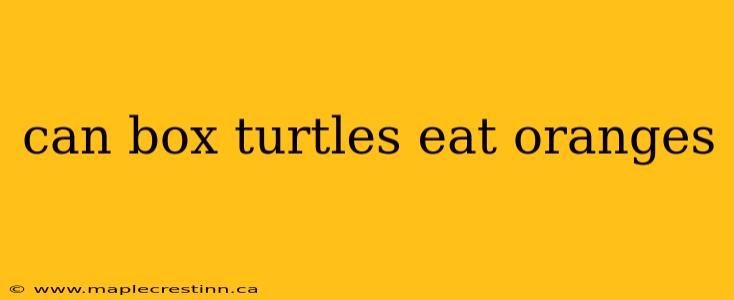 can box turtles eat oranges