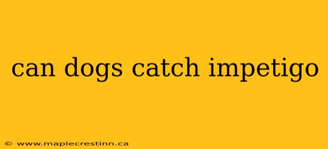 can dogs catch impetigo