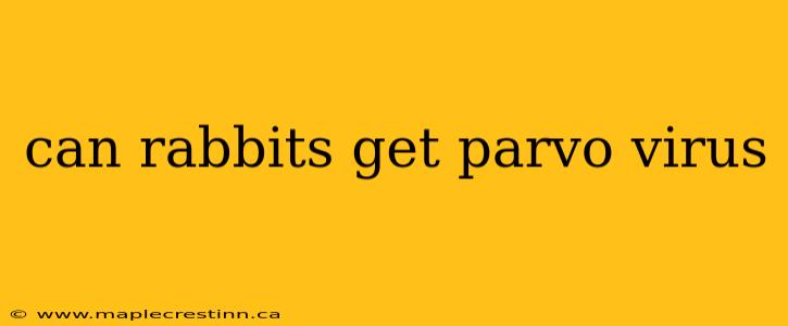 can rabbits get parvo virus