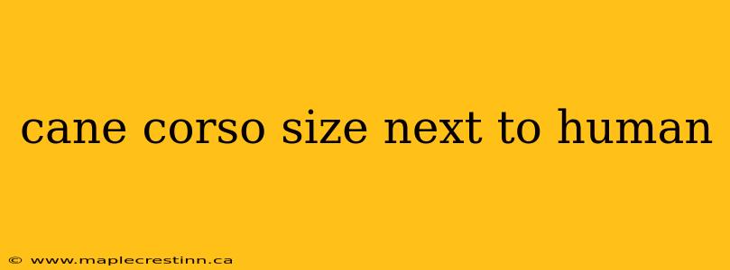 cane corso size next to human