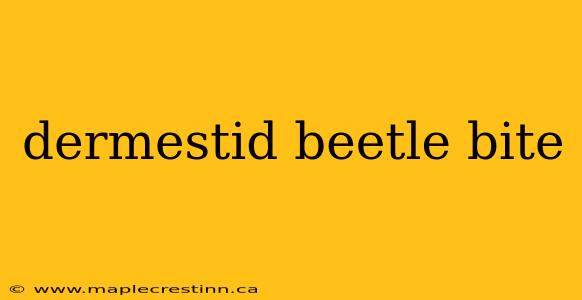 dermestid beetle bite