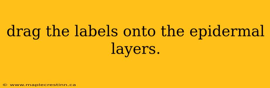 drag the labels onto the epidermal layers.