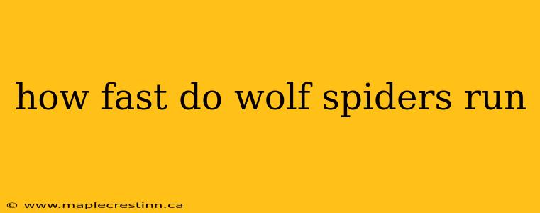 how fast do wolf spiders run