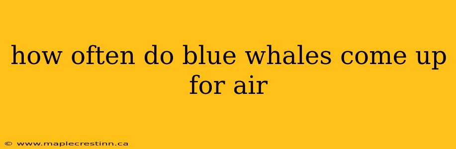 how often do blue whales come up for air