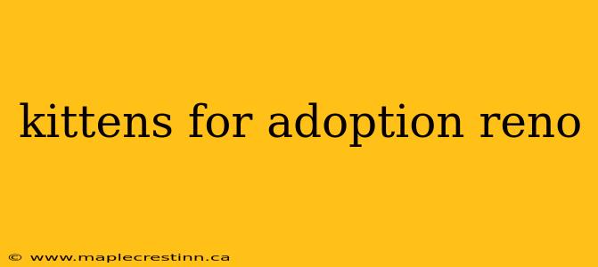 kittens for adoption reno