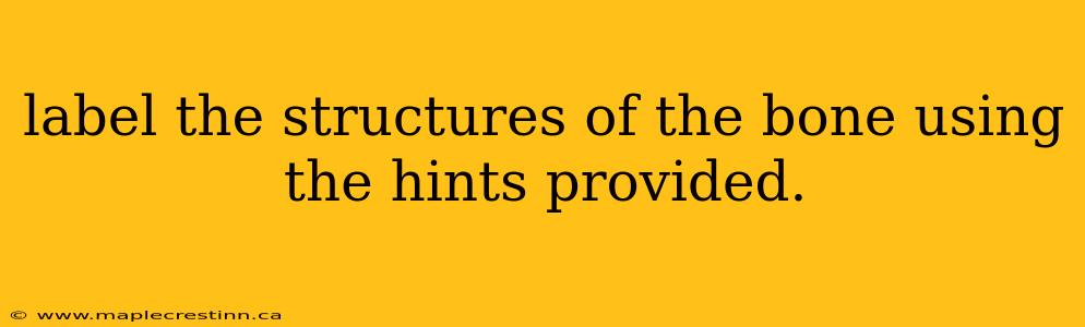 label the structures of the bone using the hints provided.