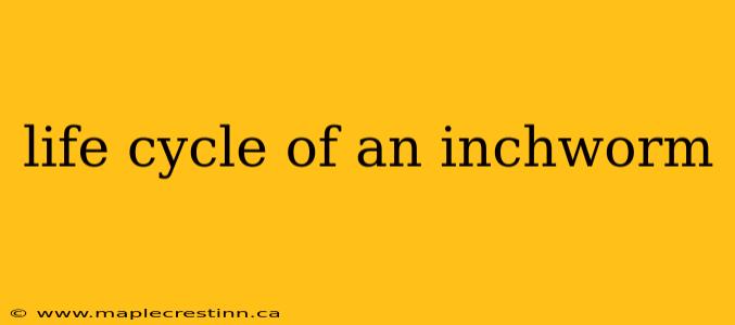 life cycle of an inchworm