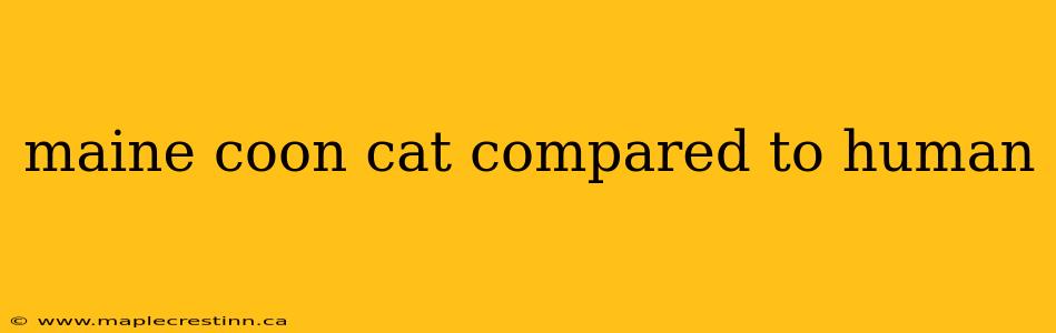 maine coon cat compared to human
