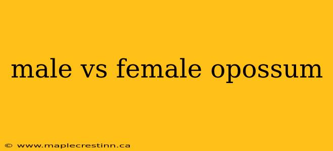 male vs female opossum