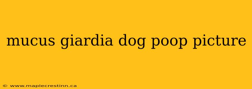 mucus giardia dog poop picture