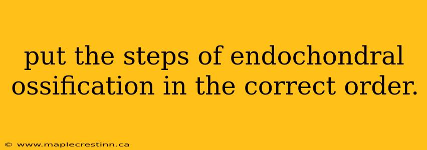 put the steps of endochondral ossification in the correct order.