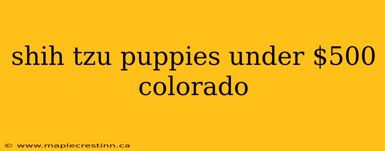 shih tzu puppies under $500 colorado