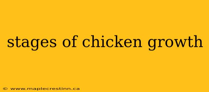 stages of chicken growth