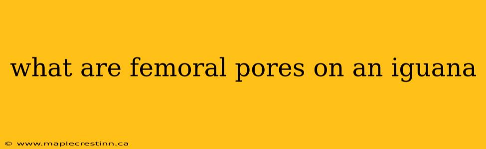 what are femoral pores on an iguana