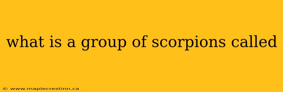 what is a group of scorpions called