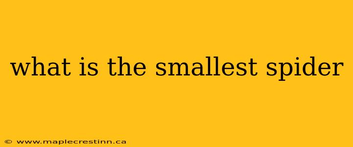 what is the smallest spider